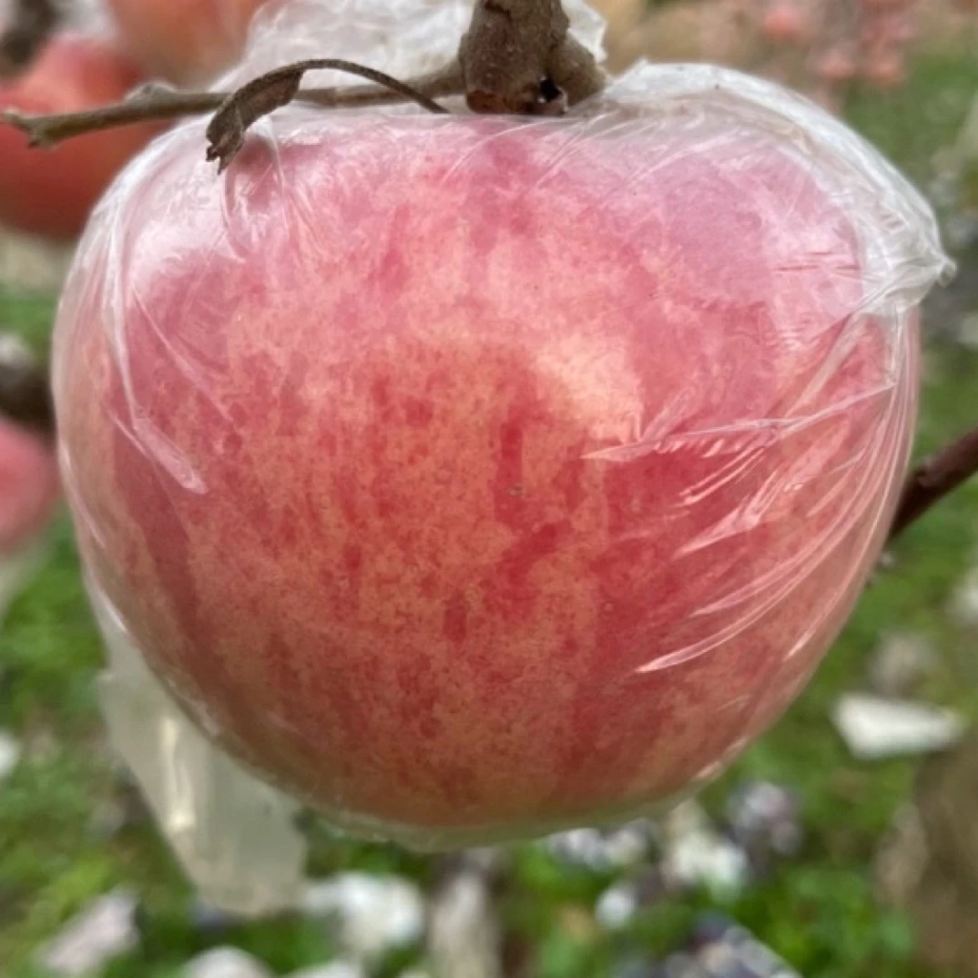 山西运城红富士冰糖心丑苹果正宗9斤包邮新鲜现摘甜脆水分足