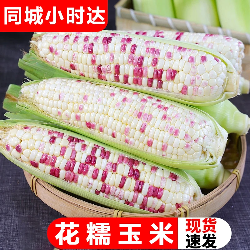 新鲜现摘粘黏香玉米非转基因农家5斤白花甜糯玉米