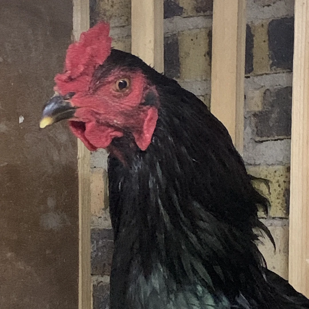 种鸡嫩鸡5-8斤多种选择