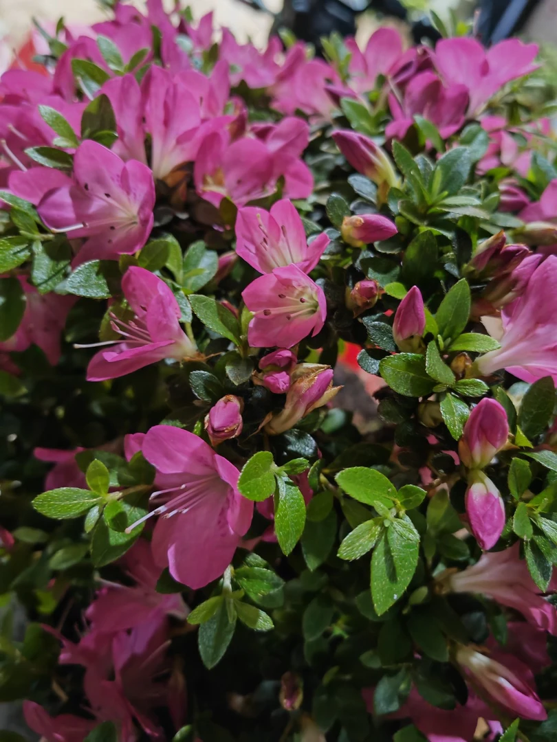 皋月杜鹃！映山红黄山松盆景地景批发及零售