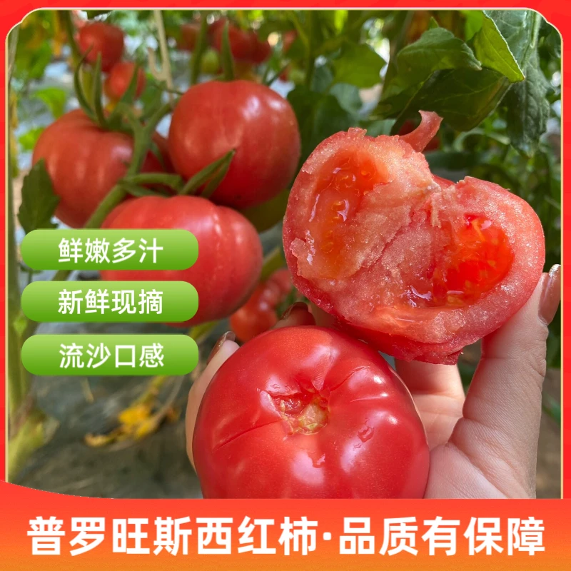 【陕西普罗旺斯西红柿】真正小时候的味道  沙瓤爽口多汁  自然成熟