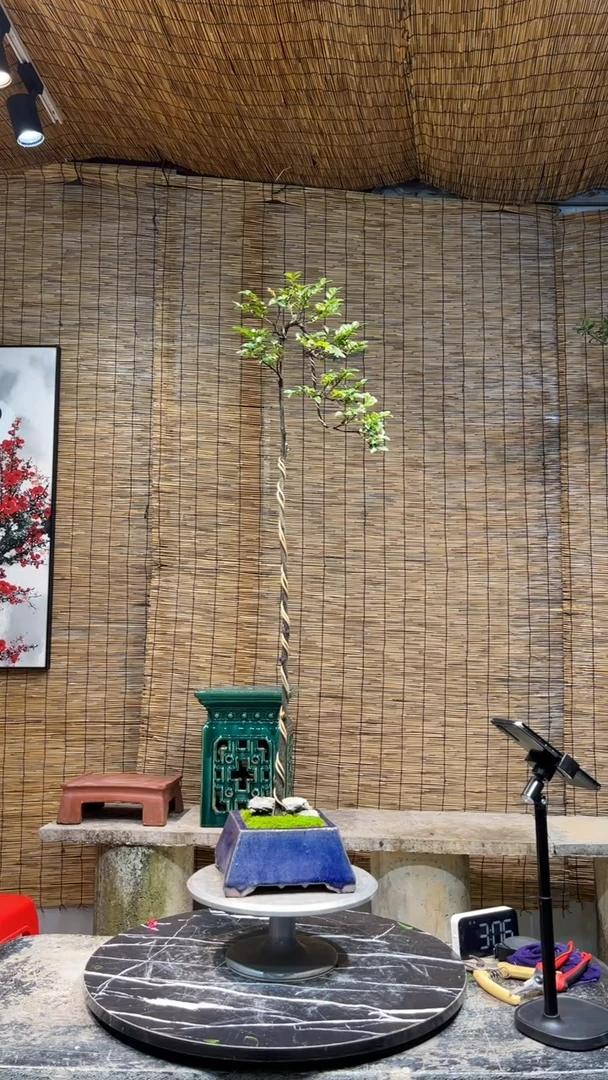 【闪购商品】黑骨茶盆景