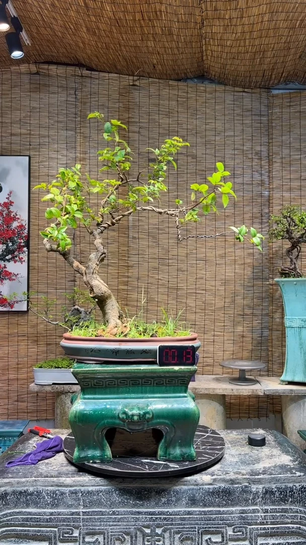 【闪购商品】两面针盆景