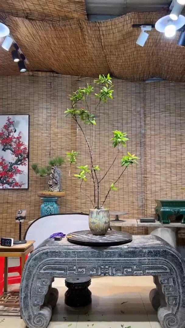 【闪购商品】龙船花盆景