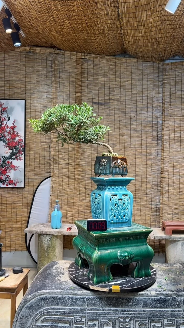 【闪购商品】栀子花盆景
