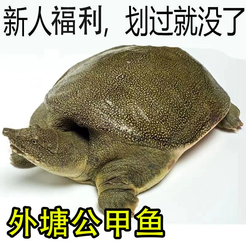 公甲鱼3斤69元【顺丰挂了包赔】新鲜外塘鲜活甲鱼团鱼水鱼食用生长