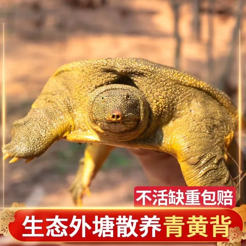 5年青黄背外塘生长公生长母团鱼鲜活中华生态食用老鳖包活到家