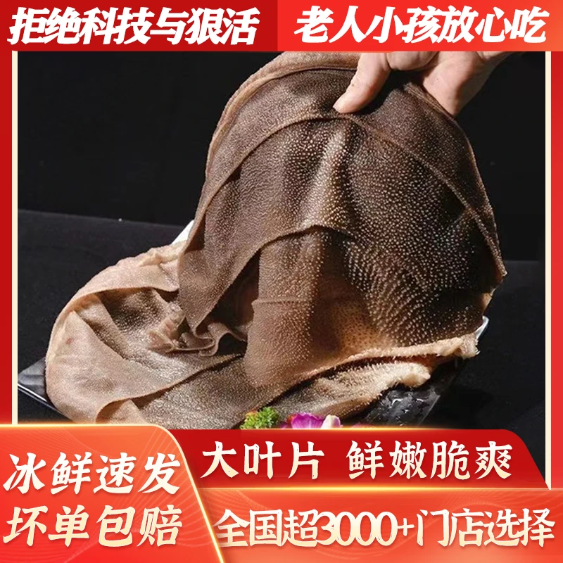 毛肚新鲜火锅脆毛肚重新火锅大叶片爽脆毛肚 固形物含量70%以上
