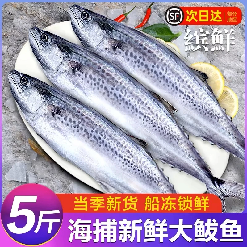 燕鲅鱼马鲛鱼5斤装船捕冷冻发货