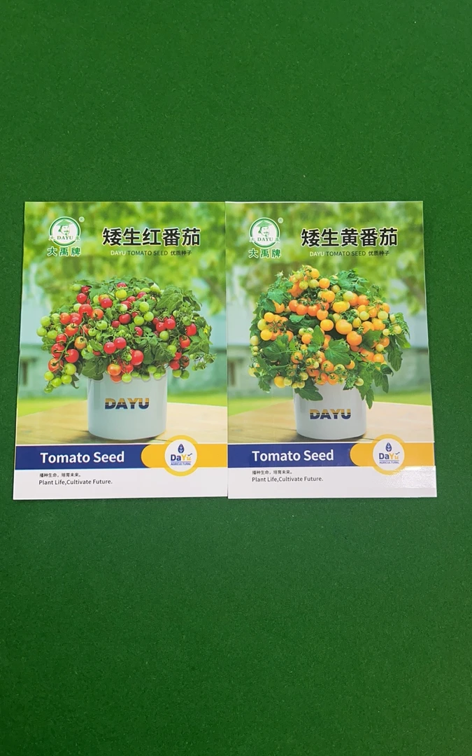 盆栽矮生小番茄两种