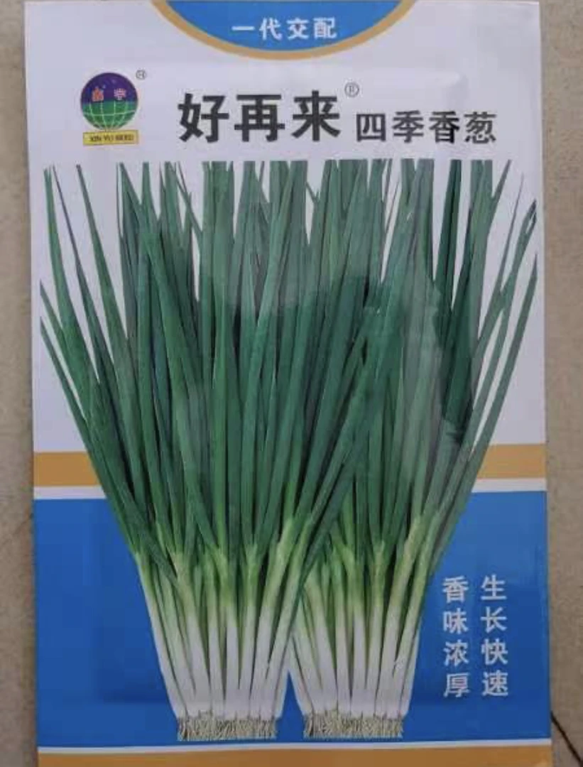 好再来四季小香葱种子