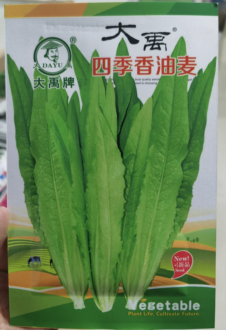 四季香油麦菜种子
