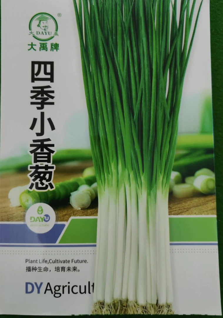 四季小香葱盆栽小葱籽