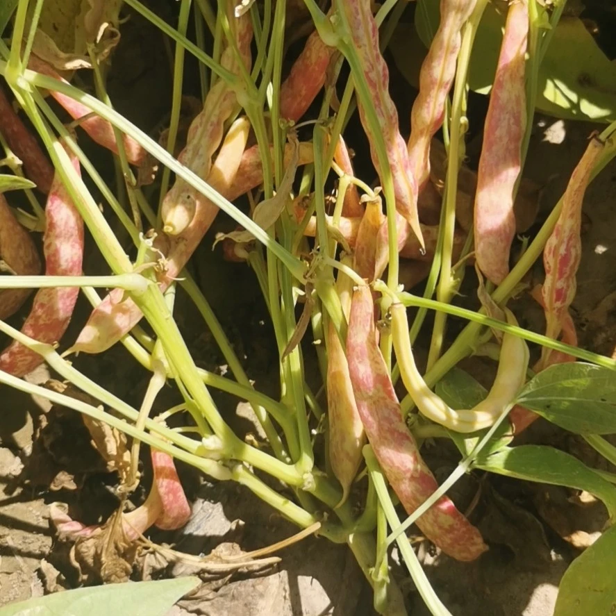 矮生黄金钩豆角（50克）不用搭架