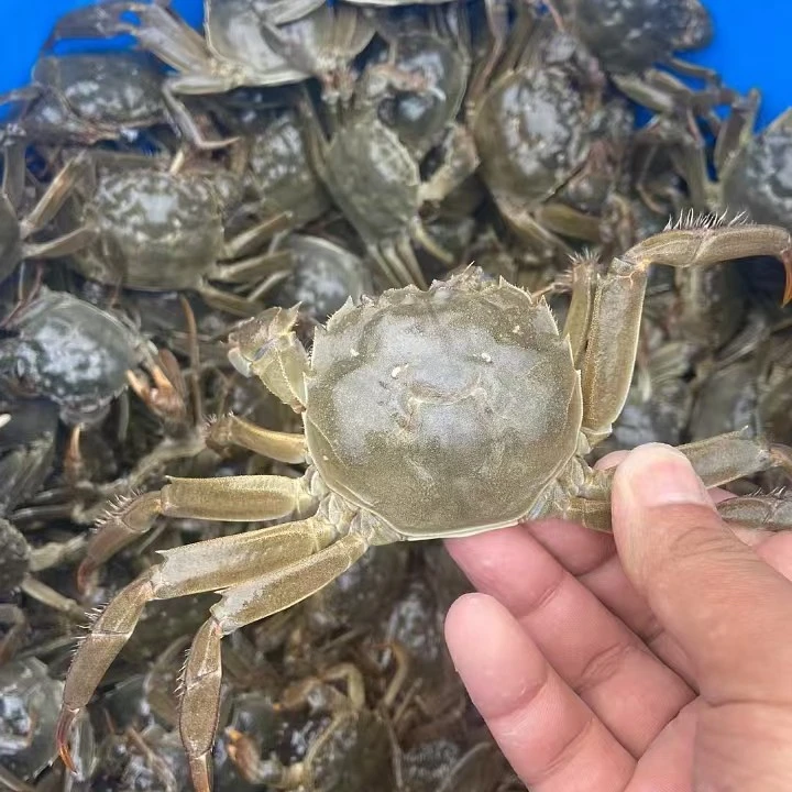 大闸蟹3.5规格（蟹黄饱满）