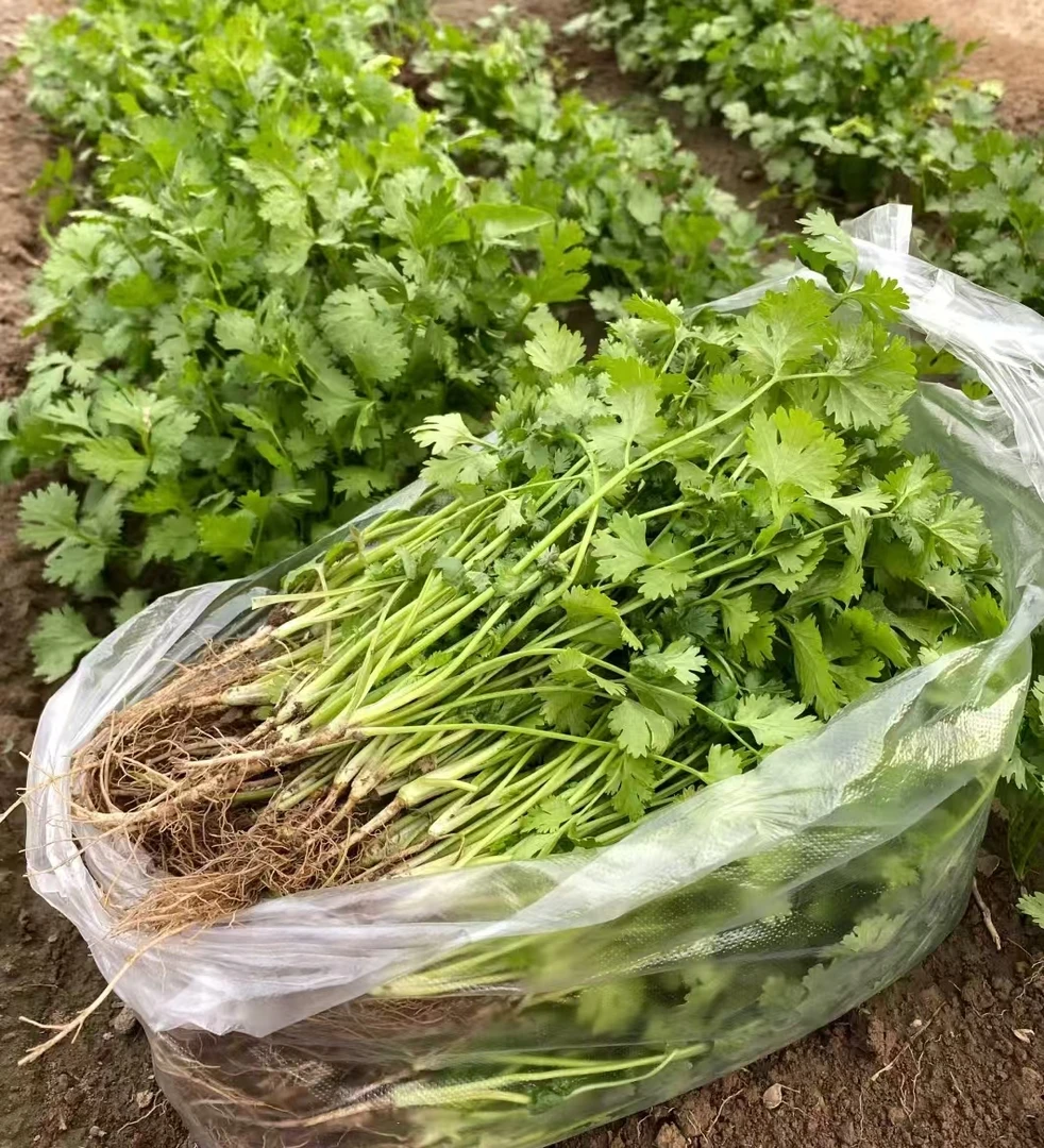 【提香去腥】新鲜香菜（约100g）【好东西】