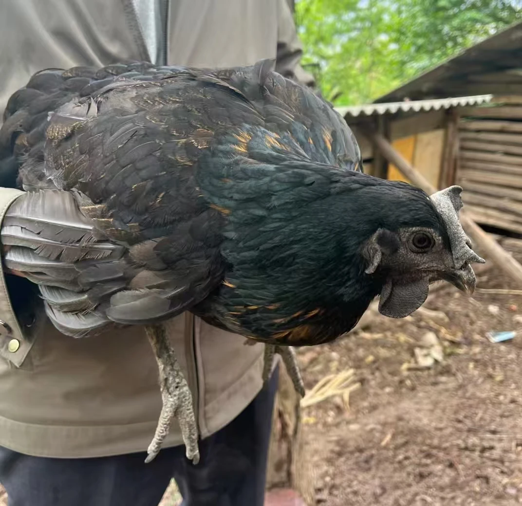 【土杂鸡】下单新鲜宰杀，不隔夜/1只