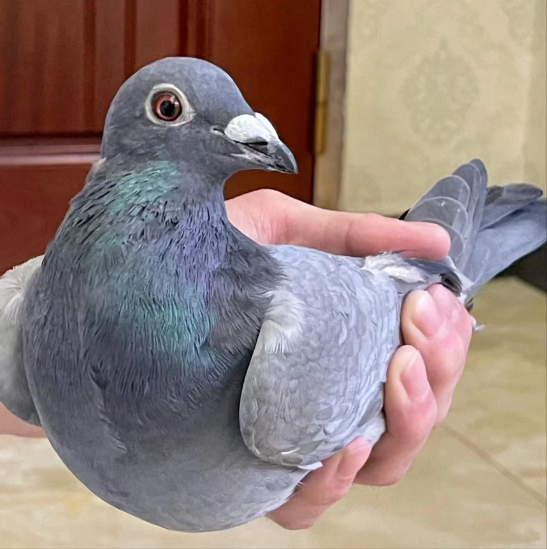 【熬汤】老鸽子/乳鸽/只