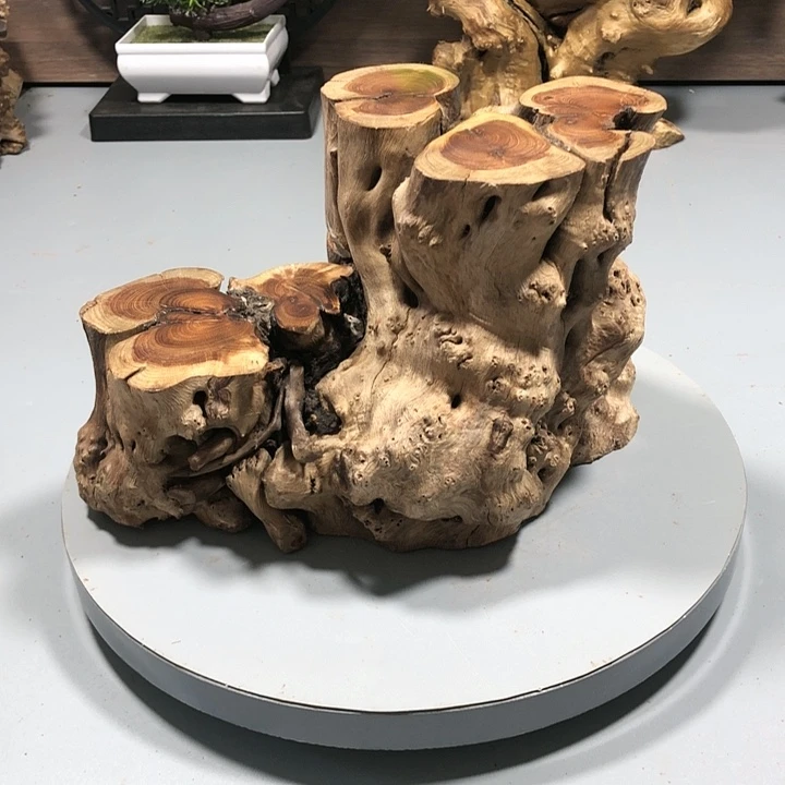 大果紫檀（缅甸花梨）林*子