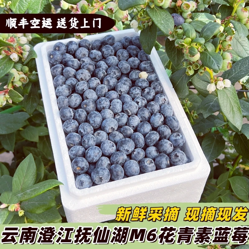 【M6花青素蓝莓】云南澄江抚仙湖脆甜爽口新鲜采摘现摘现发云南蓝莓