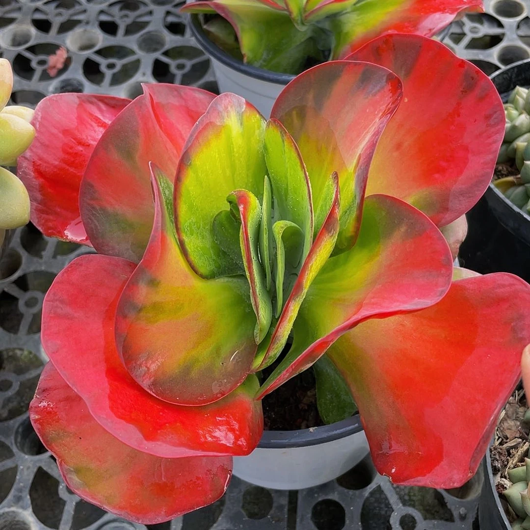 遇**基黄中斑多肉植物带盆土