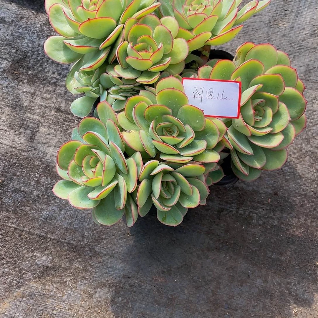 阿*儿牡丹停多肉植物