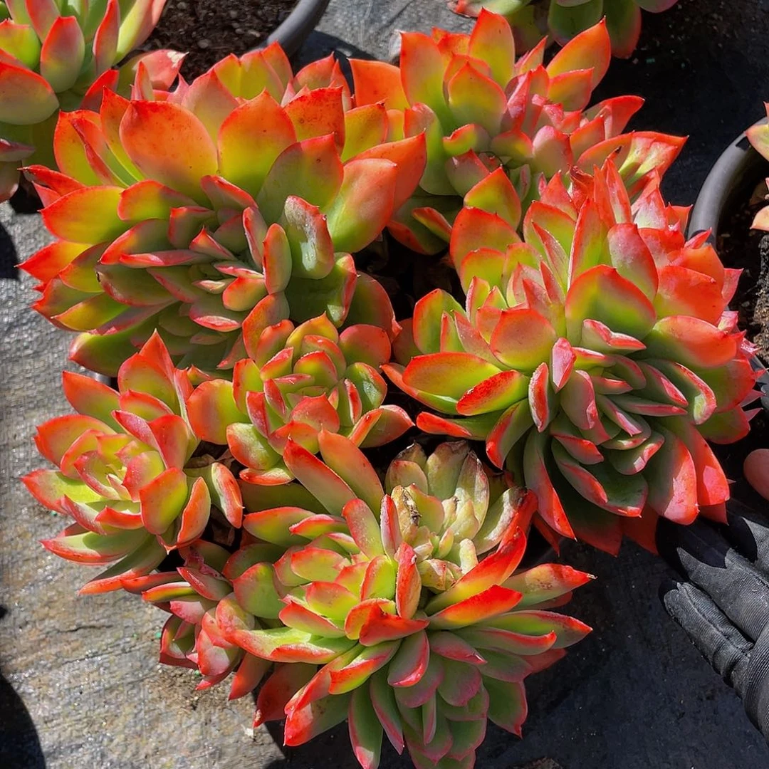 江*梦绮啰仙子多肉植物