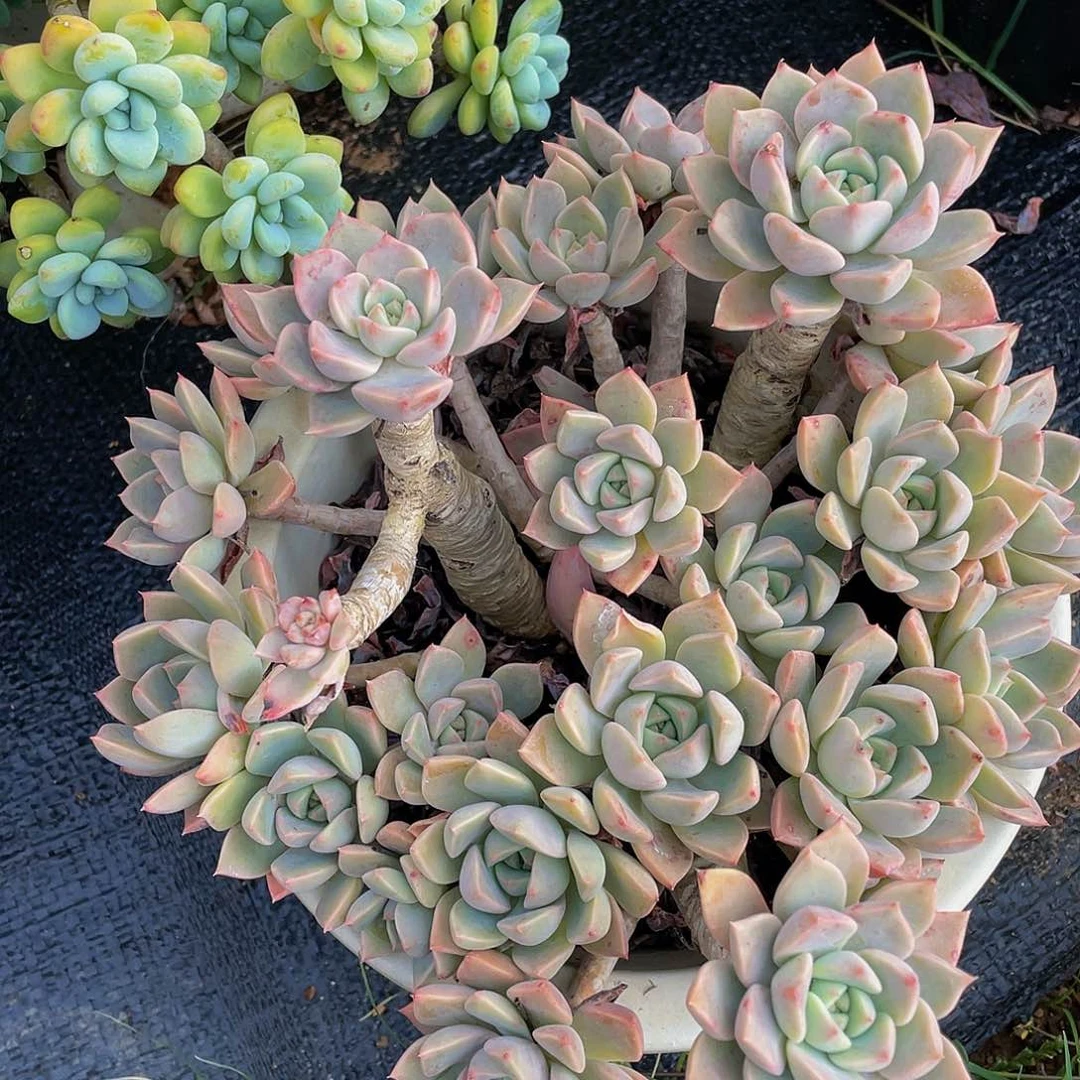 红粉佳人多肉植物