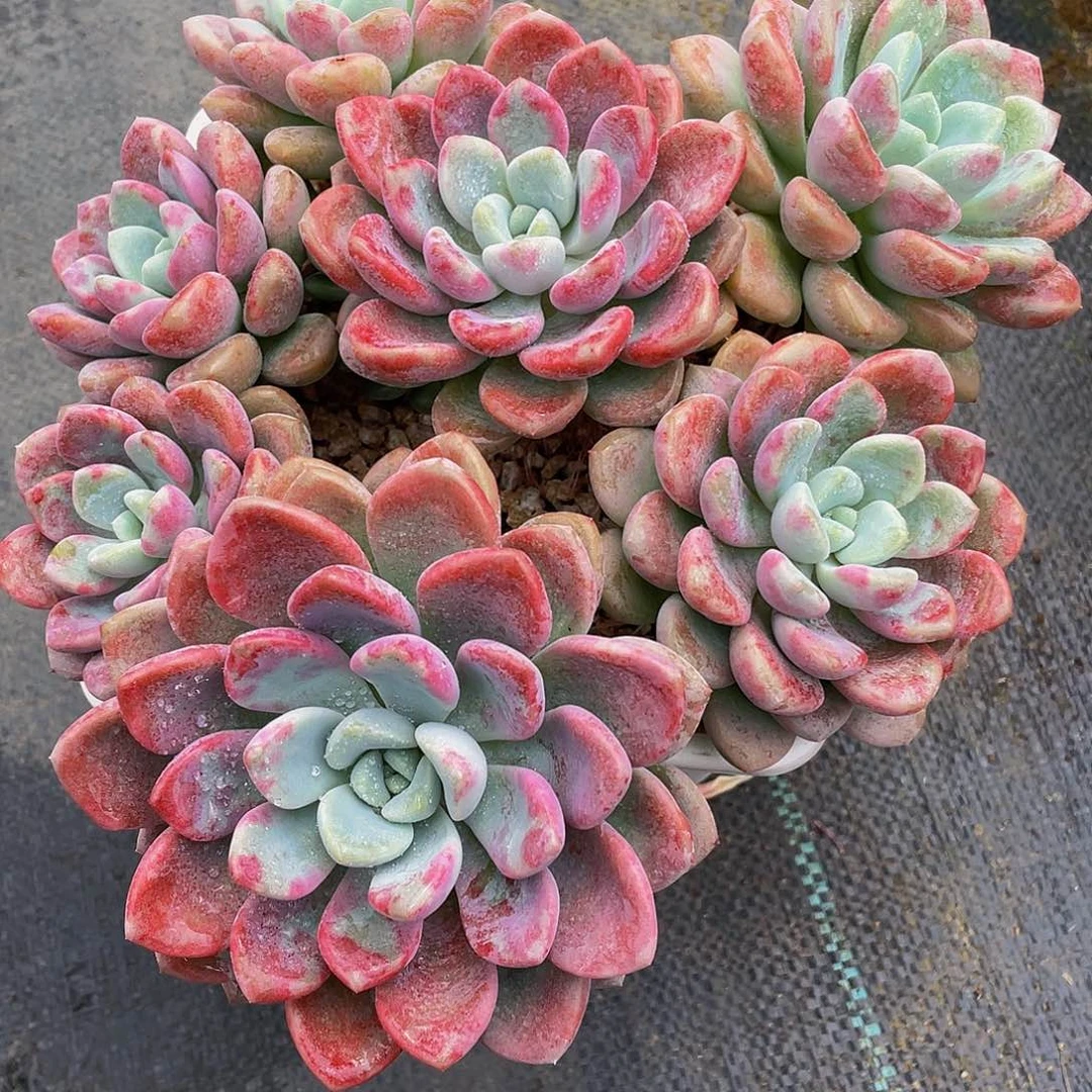 春*花斑露多肉植物老桩