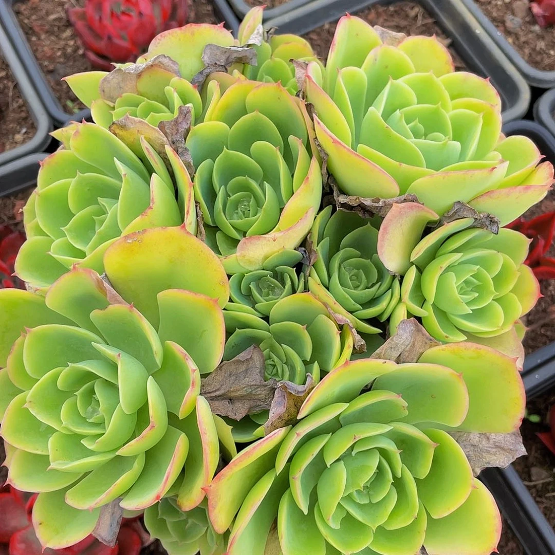 柠檬玫瑰多肉植物