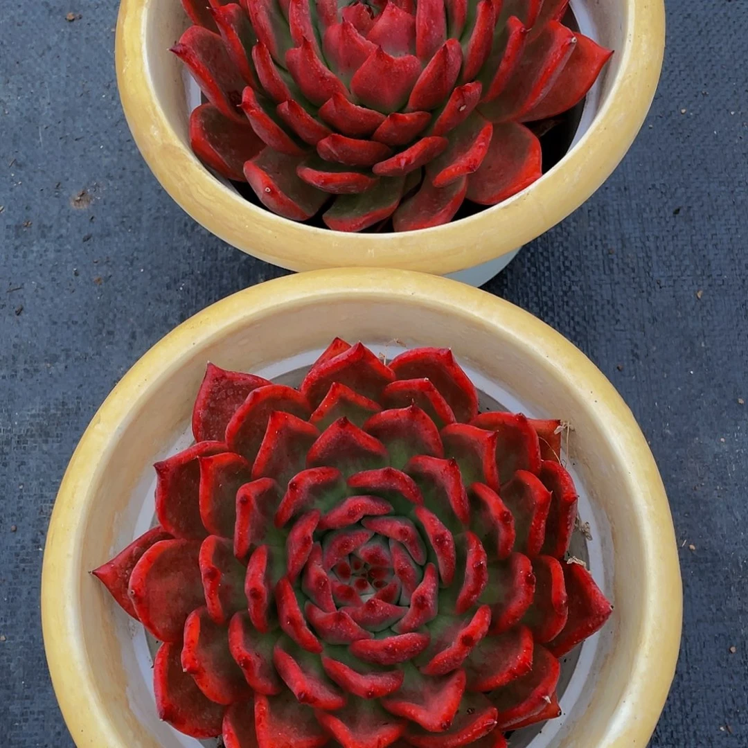 彭**子阿姆斯壮多肉植物