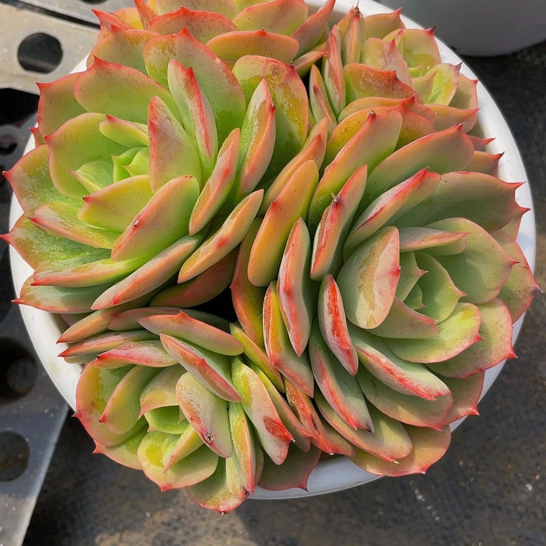 沫**白雪公主多肉植物