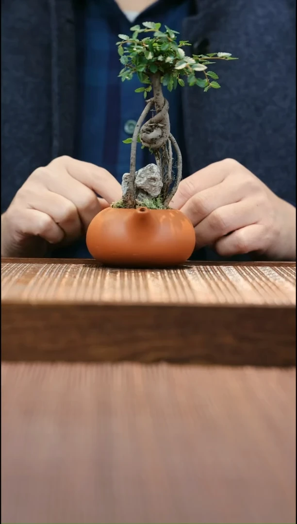 【闪购商品】陶摆件茶座摆件绿植