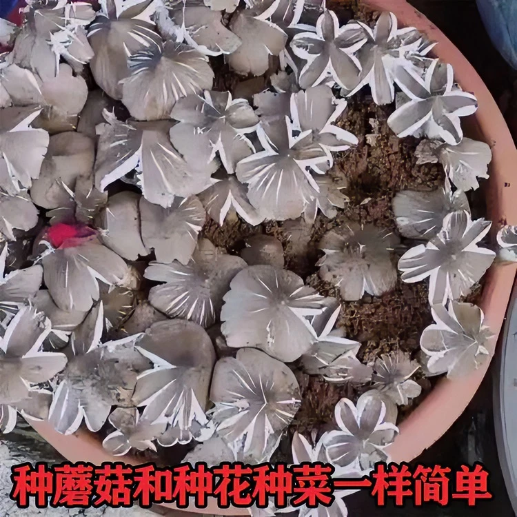 鸡枞菌种子云南特产高产伞把菇荔枝菌三塔菌鸡枞菌包人工种植菌种