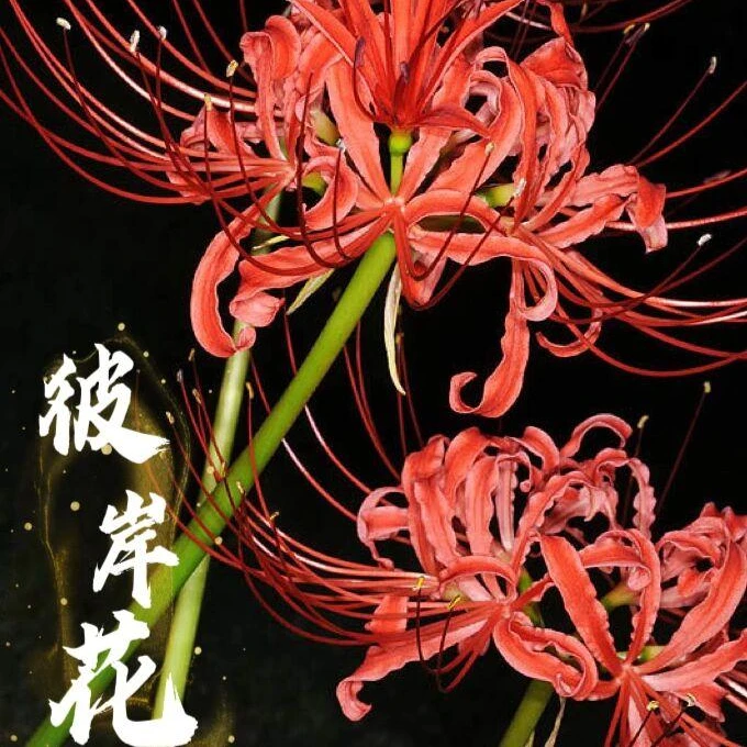 种球彼岸花曼珠沙华室内盆栽庭院绿植花卉曼陀罗忽地笑球好养石蒜