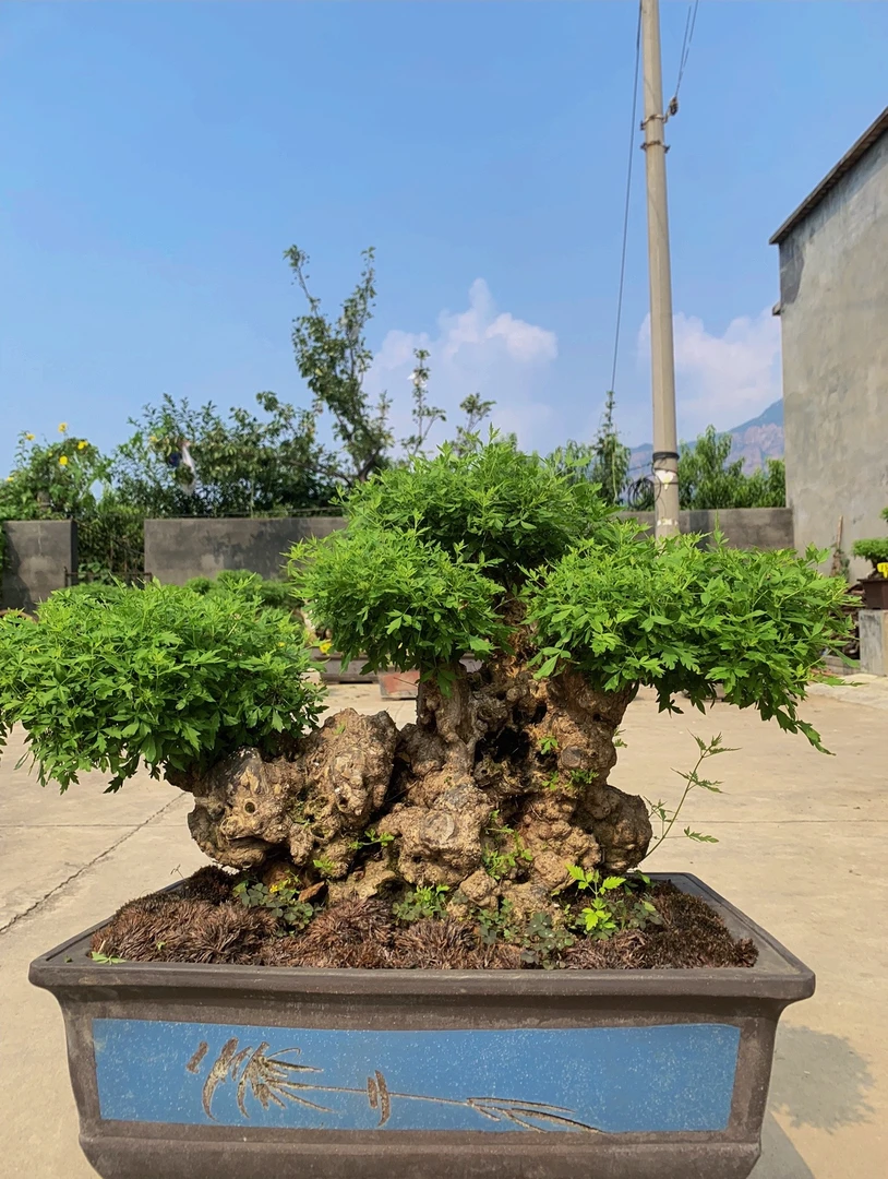绿植花卉盆景盆栽造型