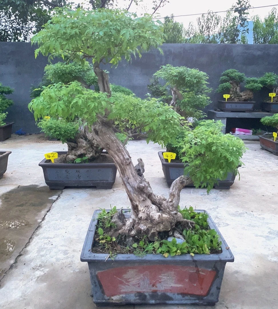 黄荆老桩，盆景盆栽