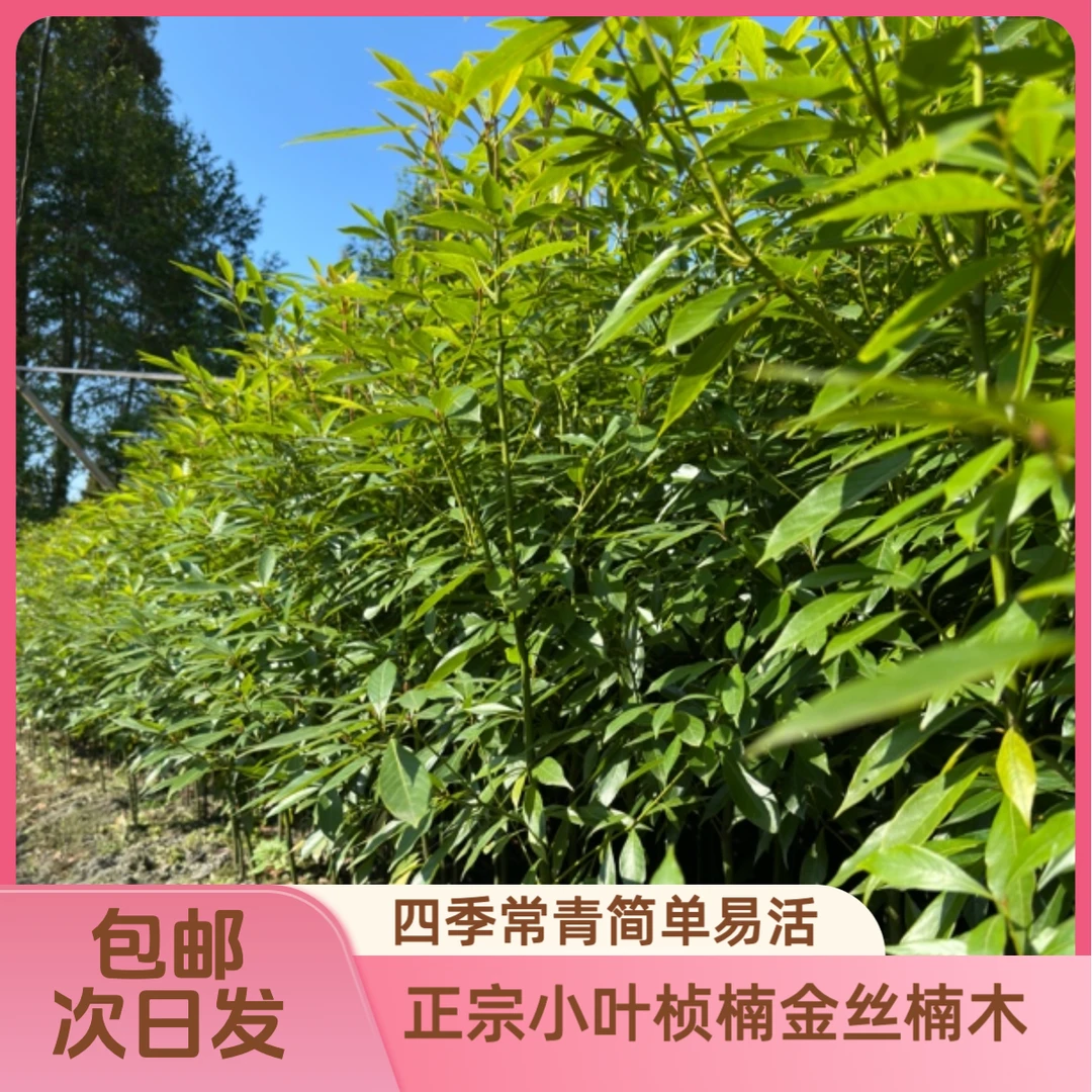 四川正宗金丝楠木小叶桢楠包邮 简单易活 四季常青 名贵树种