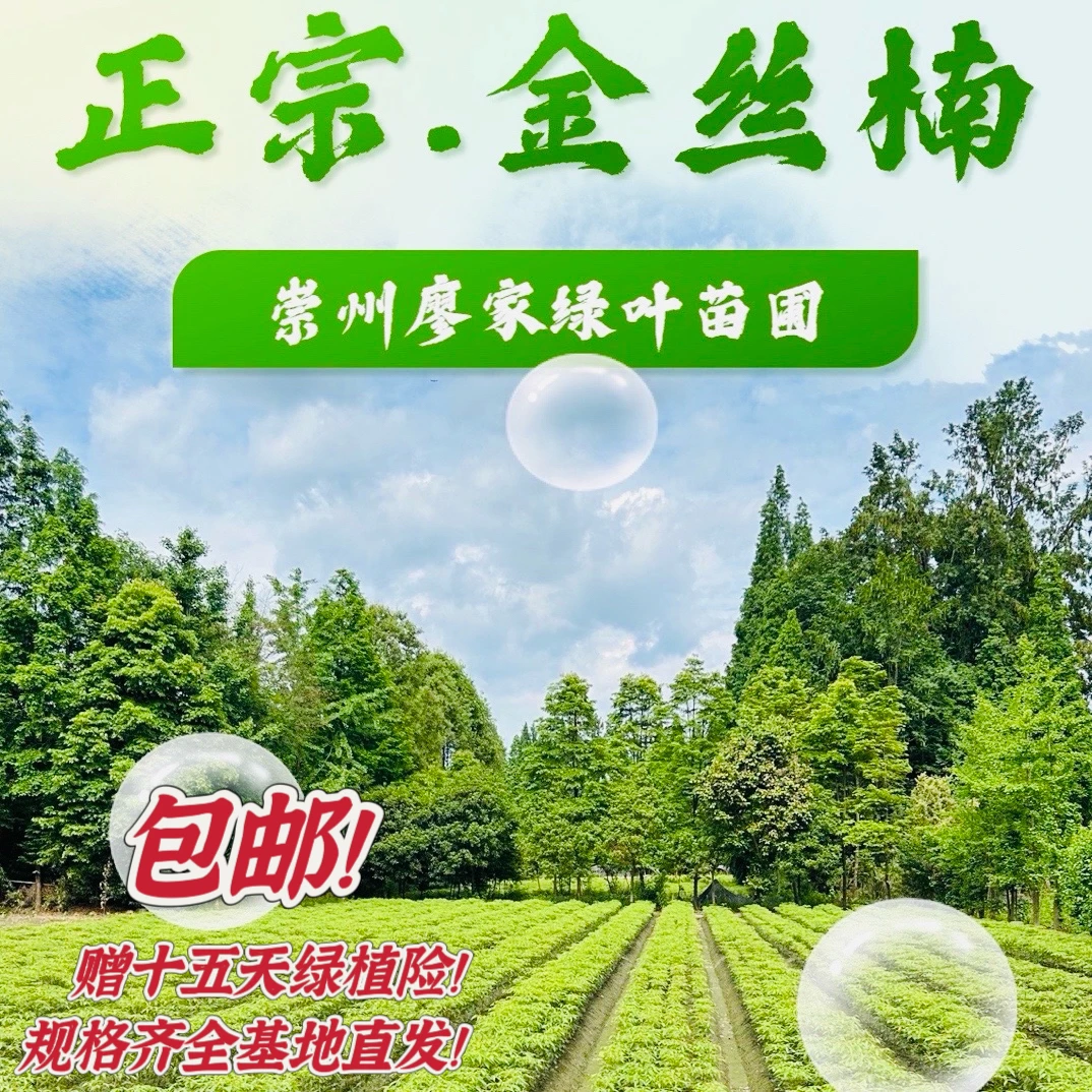 正宗四川小叶金丝楠木树苗 基地直销 四季常青 庭院绿化 包邮