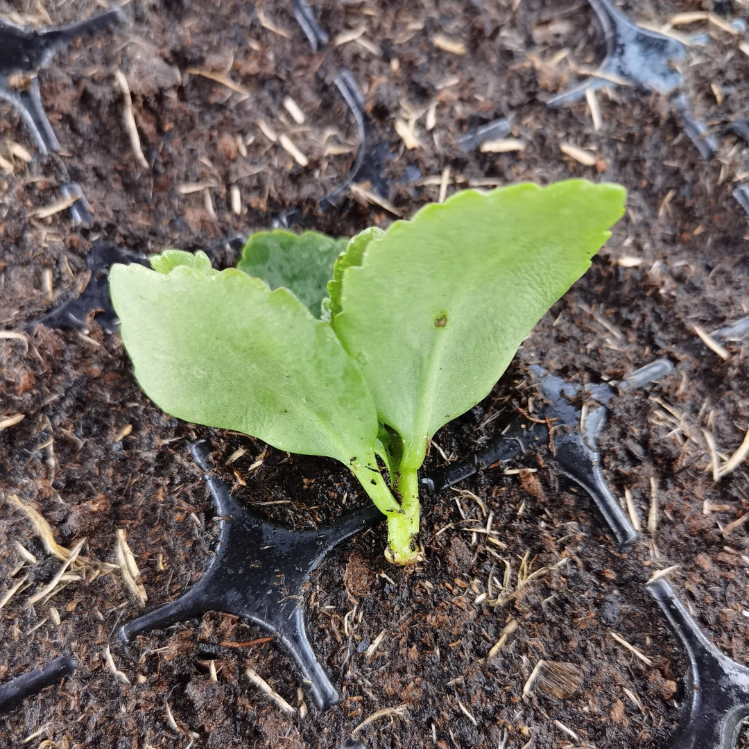 重瓣单瓣/一代顶芽／无根顶芽／扦插容易成活花园植物