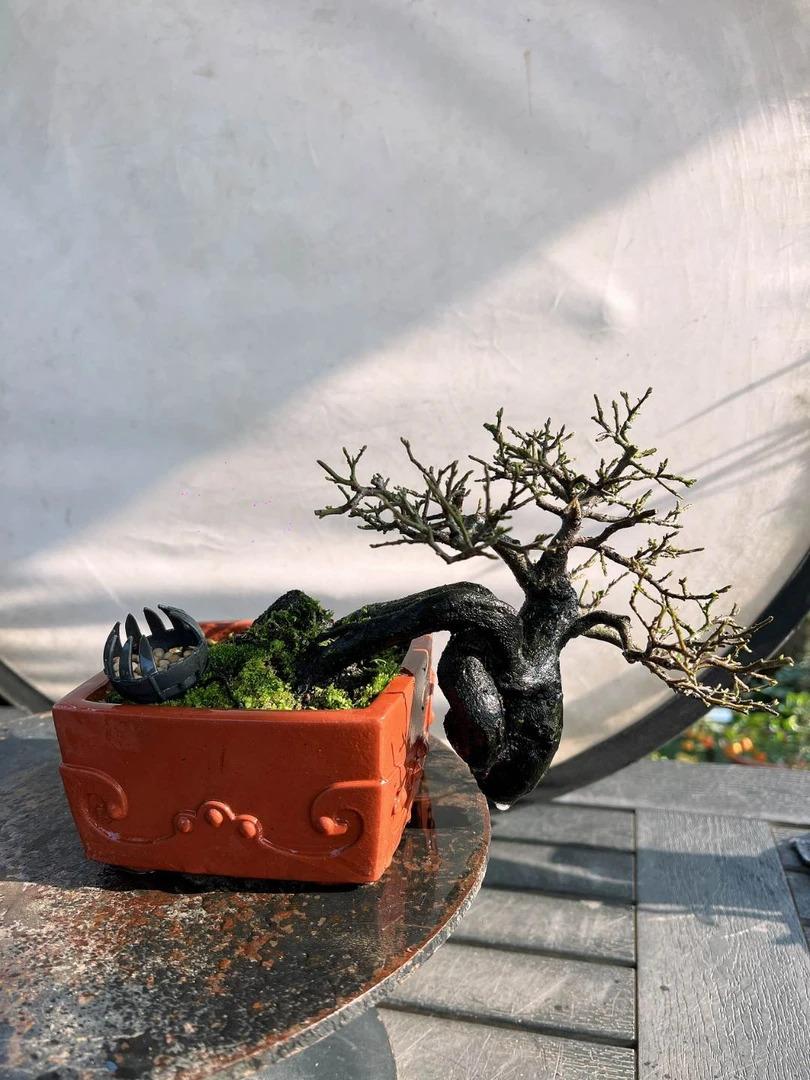 家族传承盆景园金弹子（一物一拍，请勿乱拍，直接拍不发货）盆栽