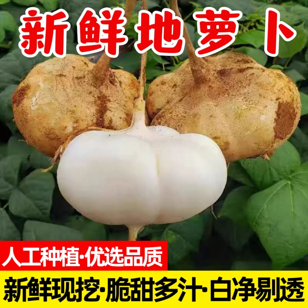 [贵州品种]新鲜地萝卜凉薯地瓜土瓜豆薯沙葛清甜水果地下雪梨