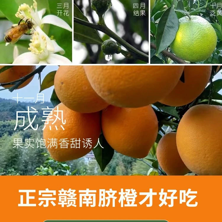 正宗江西橙子赣南脐橙鲜果现摘孕妇新鲜当季水果整件20斤包邮