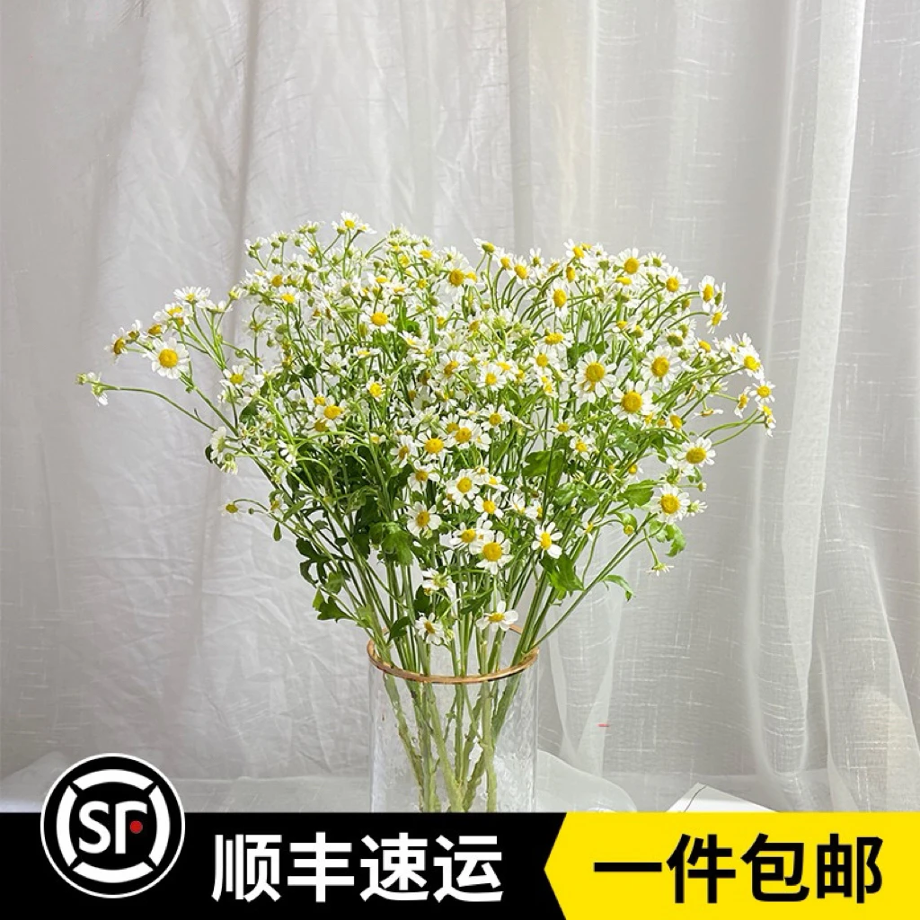 新鲜洋甘菊鲜水养顺丰云南昆明婚礼婚庆用花宴会家庭办公室插花
