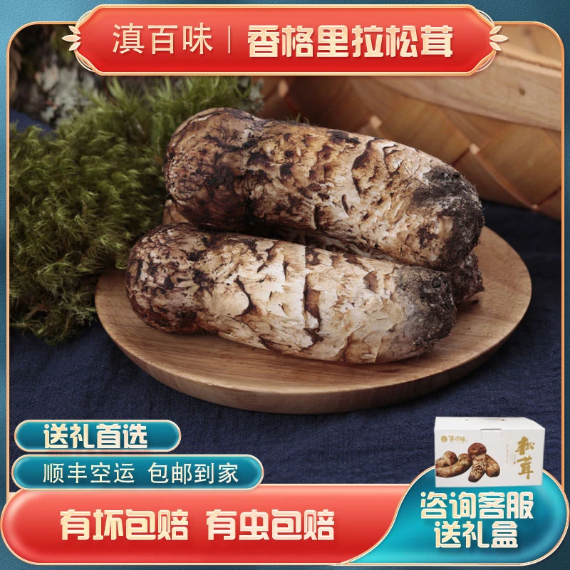 【香格里拉新鲜松茸】精品云南香格里拉松茸菌500g顺丰空运有坏包赔