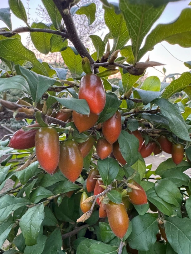 老鸦柿盆景 一物一拍