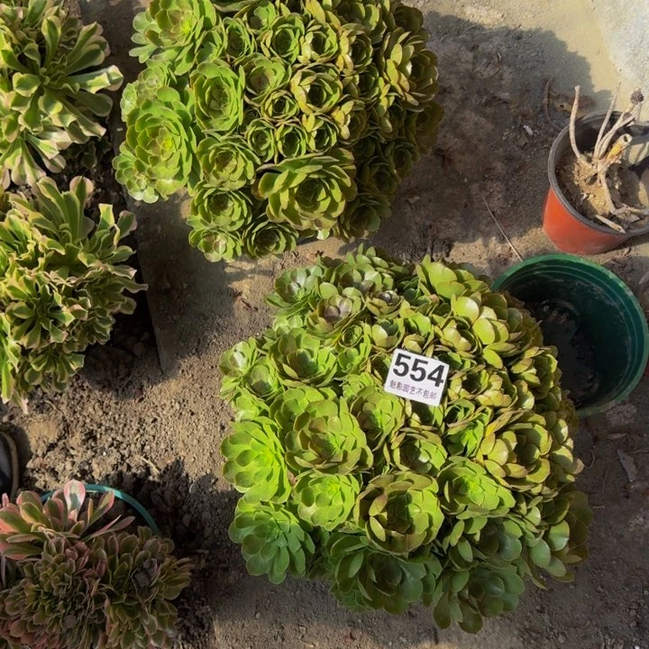 用****2万圣节花27-28不包邮