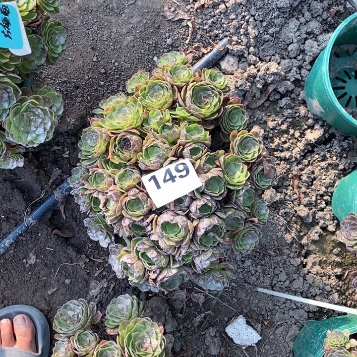 黑膜花25-19不包邮