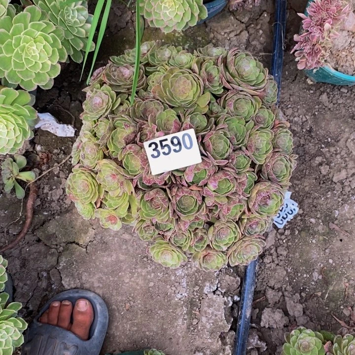 黑膜花25-18不包邮