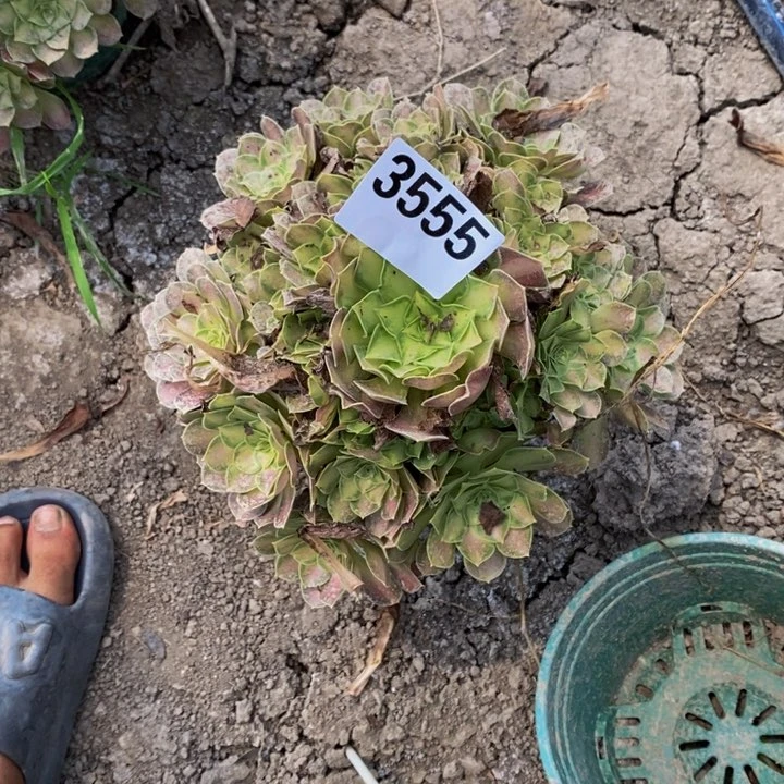 少华花25-7不包邮